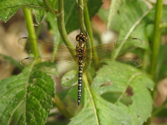 Hydrobasileus brevistylus