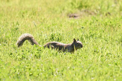 Otospermophilus beecheyi nesioticus
