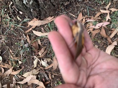 Ophiusa parcemacula