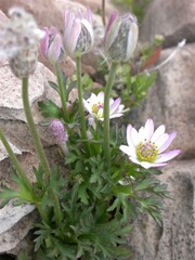 Anemone tuberosa