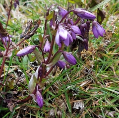 Gentianella rapunculoides