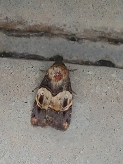 Hampsonodes naevia