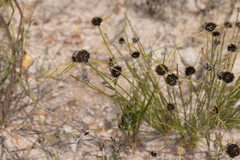 Schoenus curvifolius