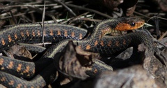 Thamnophis sirtalis concinnus