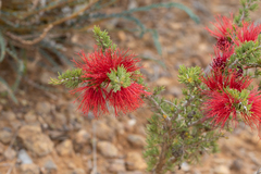 Melaleuca cyrtodonta