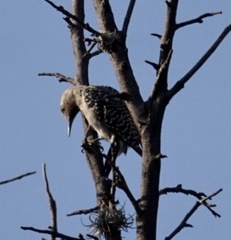 Melanerpes