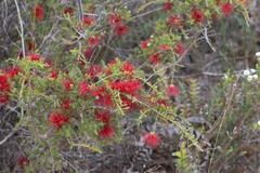 Melaleuca cyrtodonta