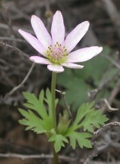 Anemone tuberosa
