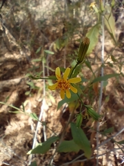Trixis inula
