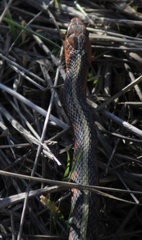 Thamnophis sirtalis concinnus