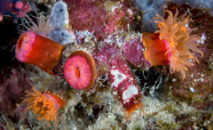 Tubastraea