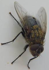 Pollenia rudis