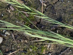 Festuca myuros