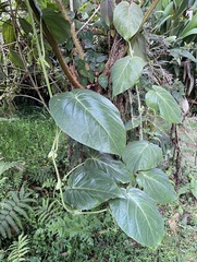 Passiflora ligularis ligularis