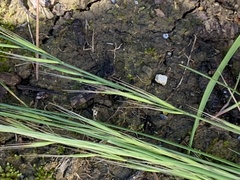 Festuca myuros