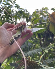 Passiflora ligularis ligularis