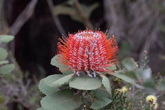 Banksia coccinea