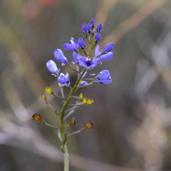 Comesperma volubile