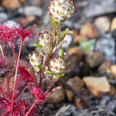 Blennospora drummondii