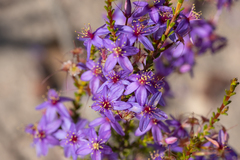 Calytrix leschenaultii