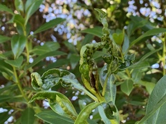 Klambothrips myopori