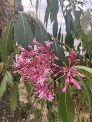 Fuchsia paniculata
