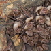 Harrison's Large-eared Giant Mastiff Bat - Photo (c) Beranrd Risky Agwanda, some rights reserved (CC BY-NC), uploaded by Beranrd Risky Agwanda