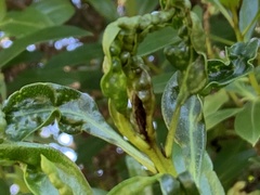 Klambothrips myopori