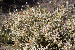 Leptomeria pauciflora