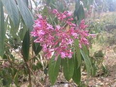 Fuchsia paniculata