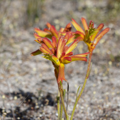 Anigozanthos humilis