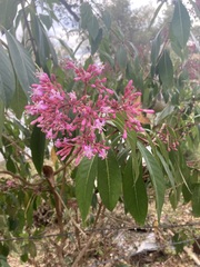 Fuchsia paniculata