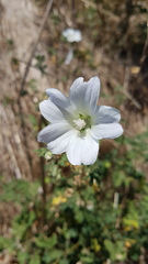 Malva preissiana