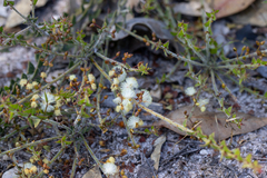 Acacia chrysocephala