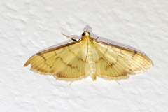 Omiodes indicata