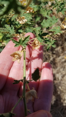 Malva preissiana