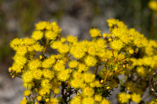 Verticordia brevifolia, photograph 6