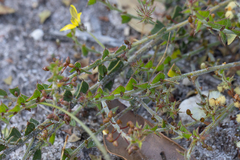 Acacia chrysocephala