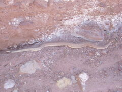 Crotalus oreganus concolor