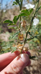 Malva preissiana