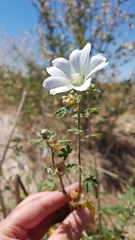 Malva preissiana