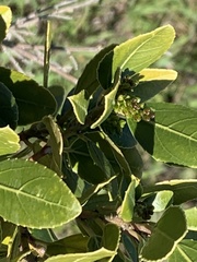 Rhamnus alaternus