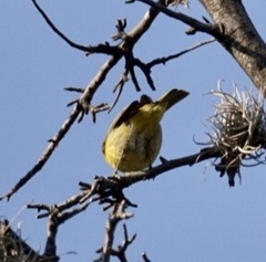 Leiothlypis ruficapilla