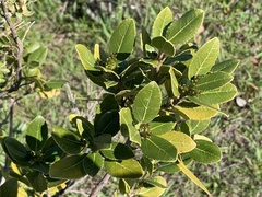 Rhamnus alaternus