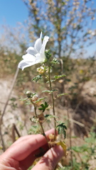 Malva preissiana