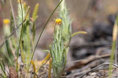 Podotheca angustifolia