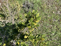 Rhamnus alaternus