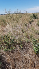 Malva preissiana