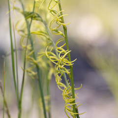 Tripterococcus brunonis