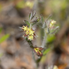 Xanthosia huegelii